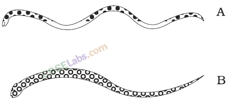 NCERT Exemplar Class 6 Science Chapter 8 Body Movements – Merit Batch